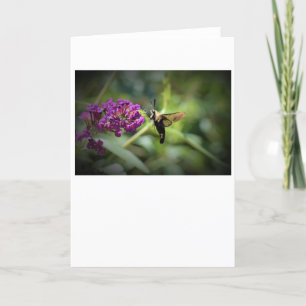 Hummingbird Moth, card