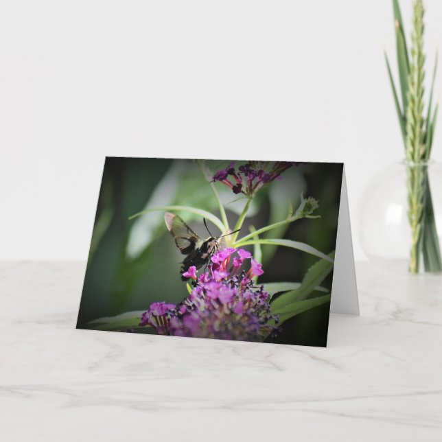 Hummingbird Moth, card (Front)