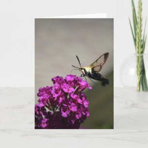 Hummingbird Moth, card