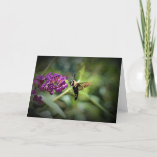 Hummingbird Moth, card