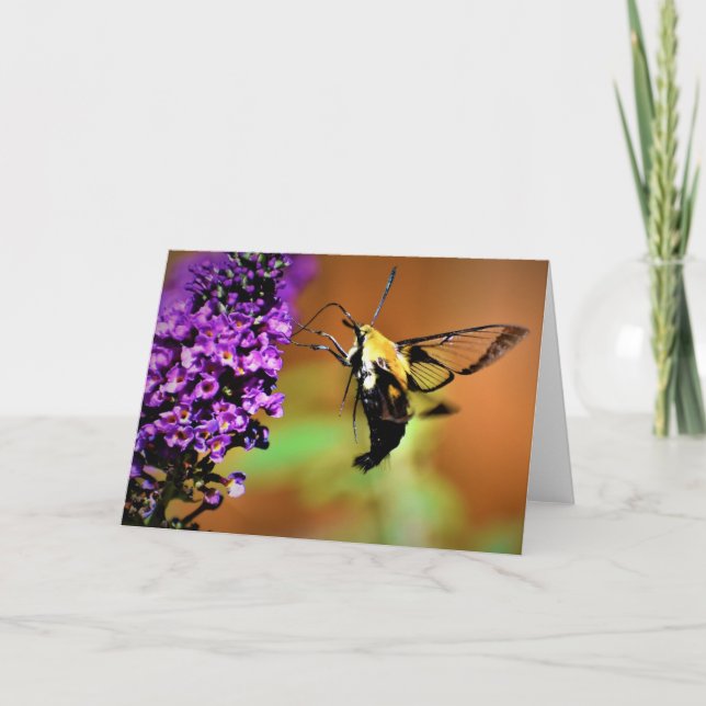 Hummingbird Moth, card (Front)