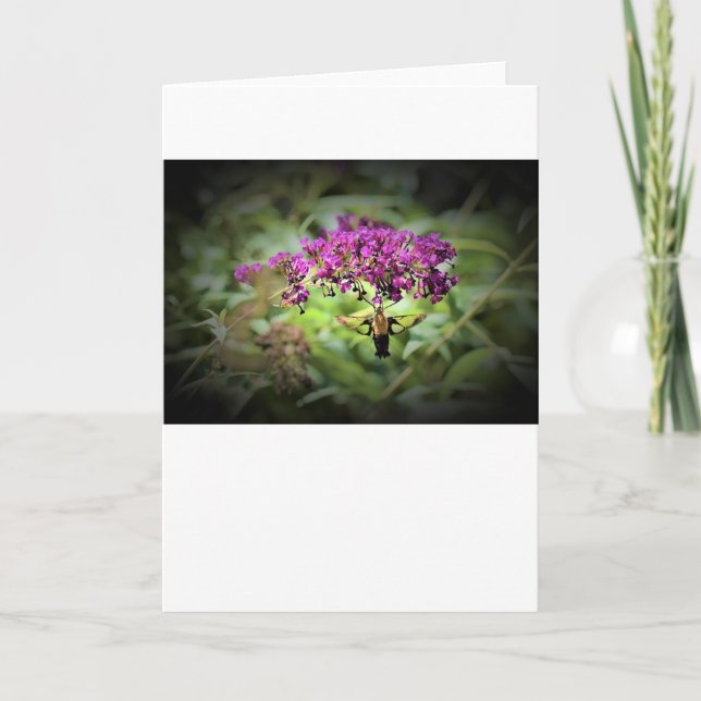 Hummingbird Moth, card (Front)