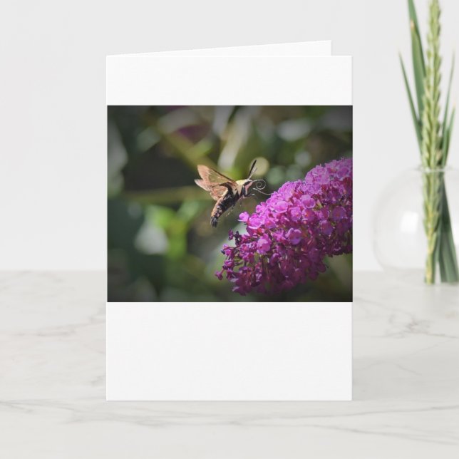 Hummingbird Moth, card (Front)