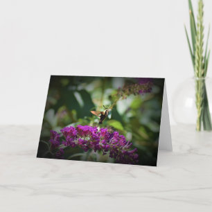 Hummingbird Moth, card