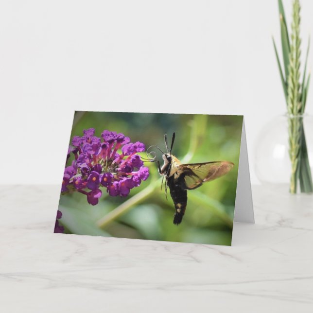 Hummingbird Moth, card (Front)