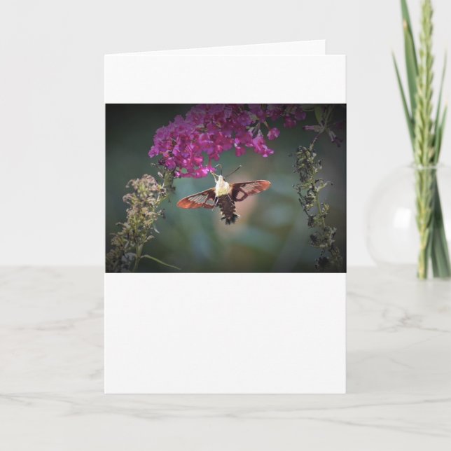 Hummingbird Moth, card (Front)