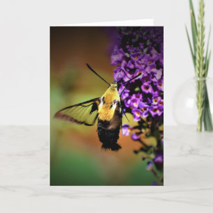 Hummingbird Moth, carte