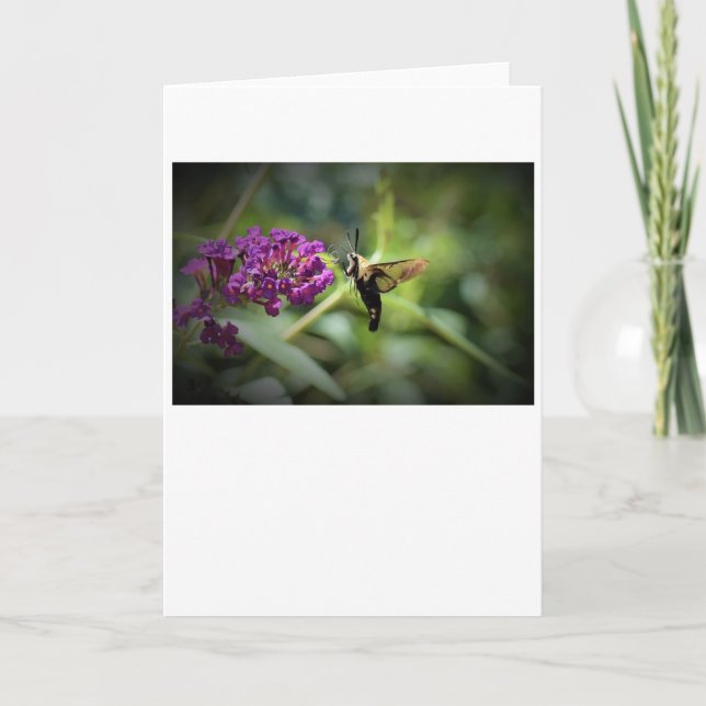 Hummingbird Moth, carte (Devant)