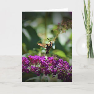 Hummingbird Moth, carte