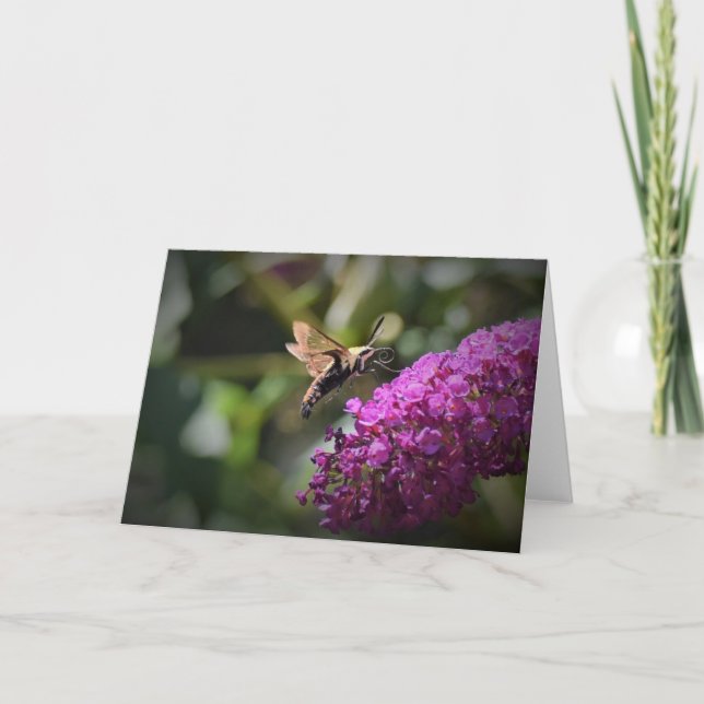 Hummingbird Moth, carte (Devant)