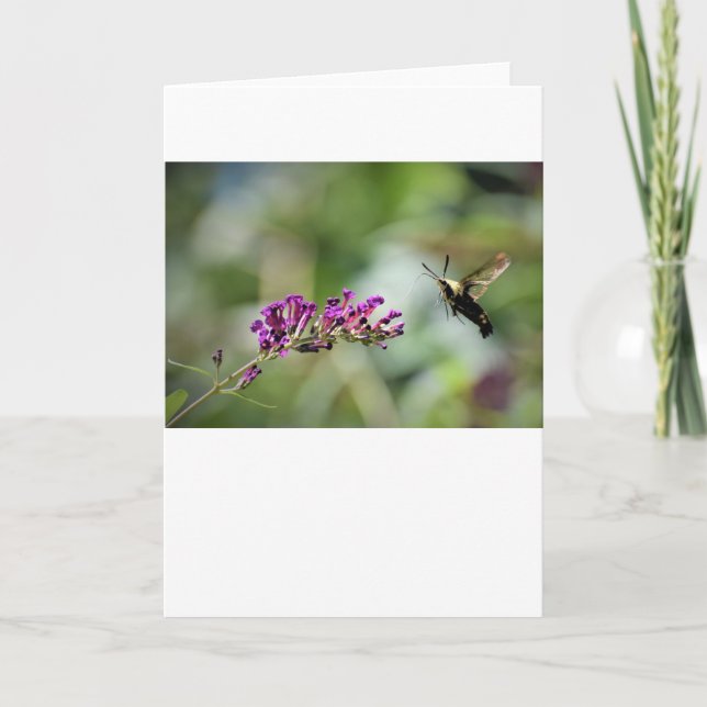 Hummingbird Moth, carte (Devant)