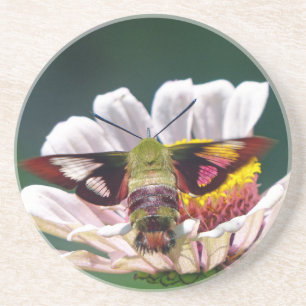 Hummingbird Moth Coaster