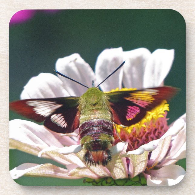 Hummingbird Moth Coaster (Front)