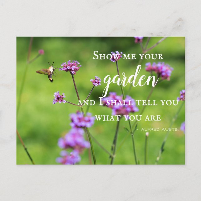 Hummingbird Moth & Flowers Postcard (Front)