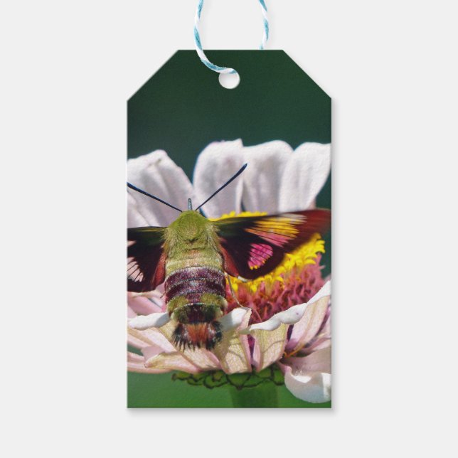 Hummingbird Moth Gift Tags (Front)
