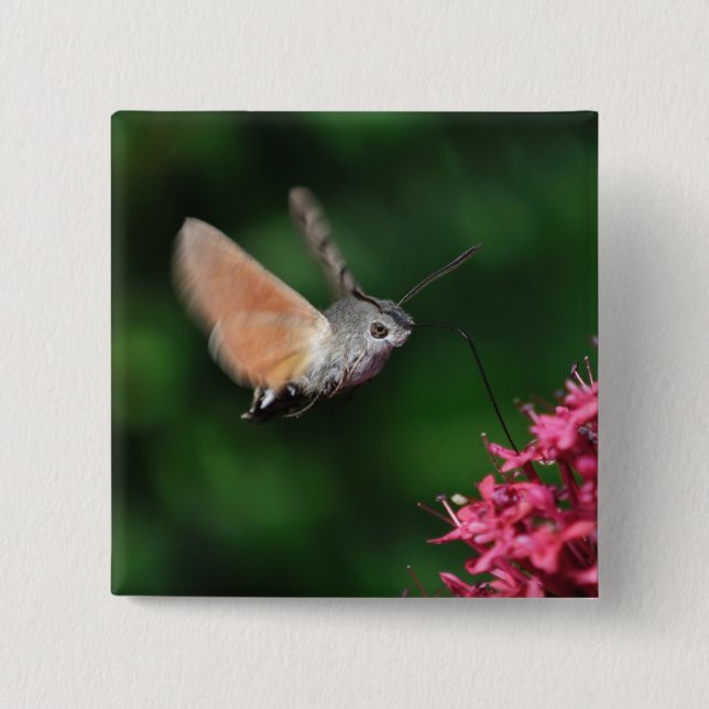 Hummingbird moth hovering 2 inch square button (Front)