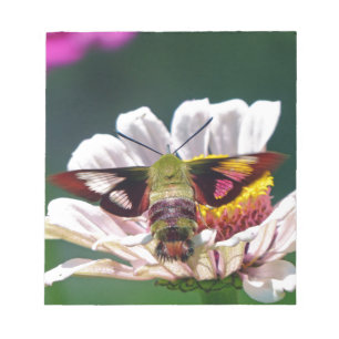 Hummingbird Moth Notepad