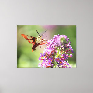 Hummingbird Moth on a Butterfly Bush  Canvas Print