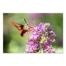 Hummingbird Moth on a Butterfly Bush 