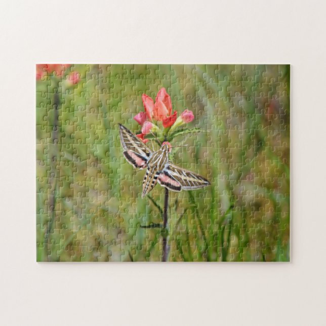 Hummingbird Moth on Indian Paintbrush Wildflower Jigsaw Puzzle (Horizontal)