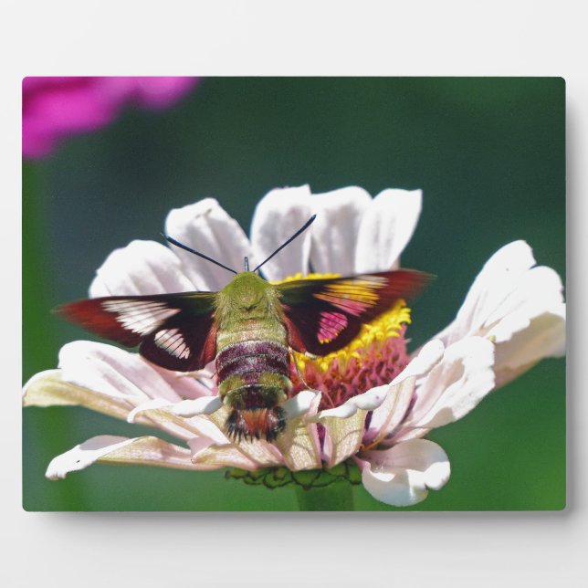 Hummingbird Moth Plaque (Front)