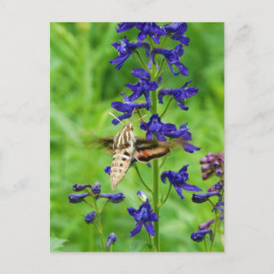 Hummingbird moth postcard