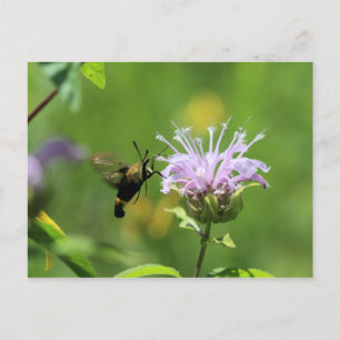 Hummingbird Moth Postcard