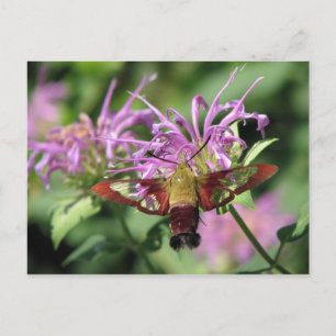Hummingbird Moth Postcard