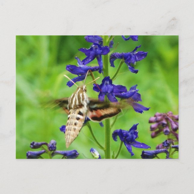 Hummingbird moth postcard (Front)