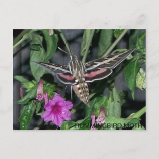 HUMMINGBIRD MOTH POSTCARD