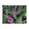 HUMMINGBIRD MOTH POSTCARD