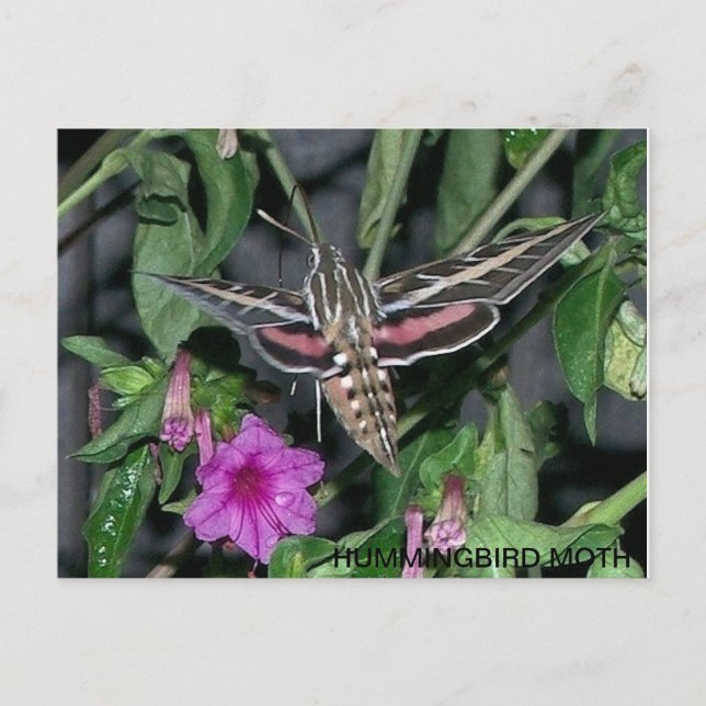 HUMMINGBIRD MOTH POSTCARD (Front)