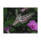 HUMMINGBIRD MOTH POSTCARD 2