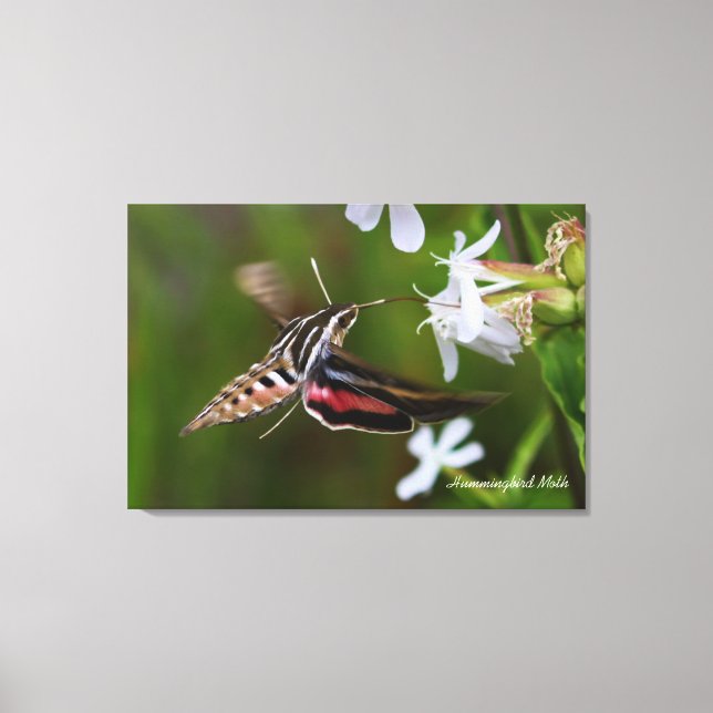 Hummingbird Moth Premium Wrapped Canvas (Front)