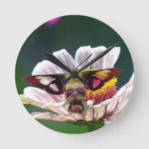 Hummingbird Moth Round Clock
