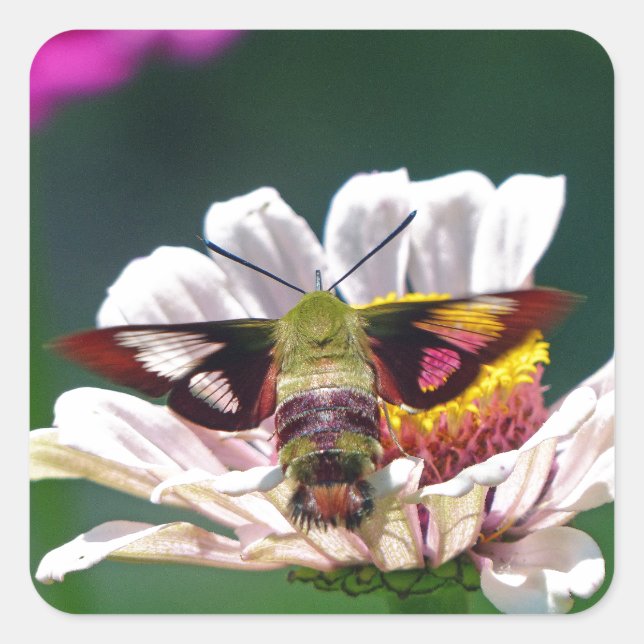 Hummingbird Moth Square Sticker (Front)