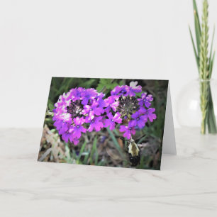Hummingbird Moth & Verbena, card