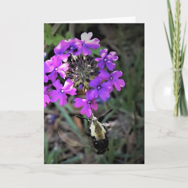 Hummingbird Moth & Verbena, card (Front)