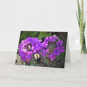 Hummingbird Moth & Verbena, card