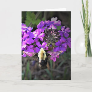 Hummingbird Moth & Verbena, carte