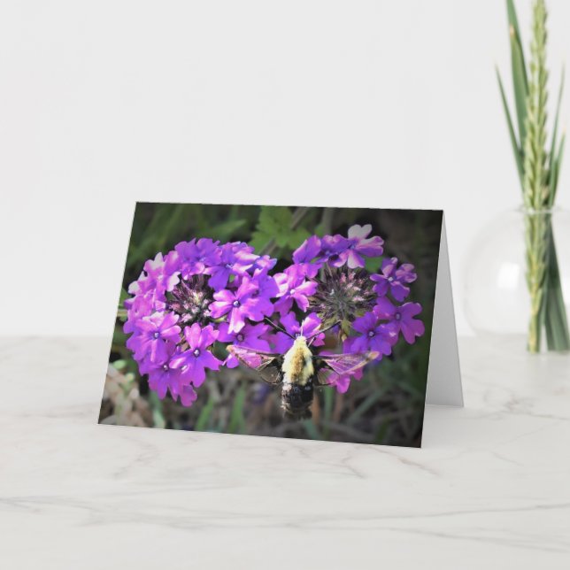 Hummingbird Moth & Verbena, carte (Devant)