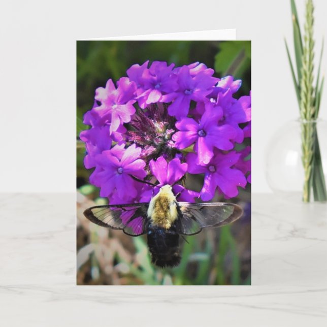 Hummingbird Moth & Verbena, carte (Devant)