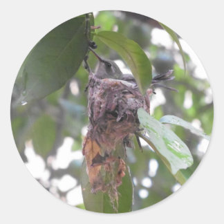 Hummingbird nest mexico classic round sticker