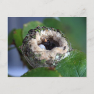 Hummingbird Nest Photography Postcard