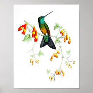 Hummingbird No.6 Antique Natural History Print. Poster