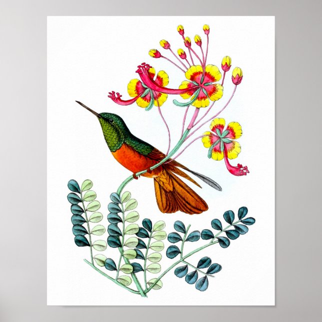 Hummingbird No.9 Antique bird Poster Print. (Front)