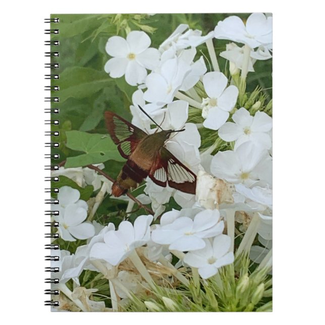 Hummingbird Notebook  (Front)