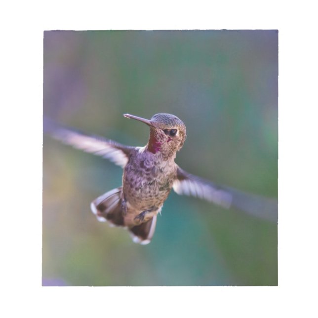 Hummingbird Notepad (Front)