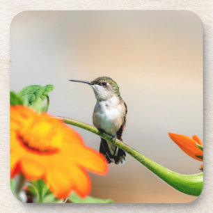 Hummingbird on a flowering plant coaster