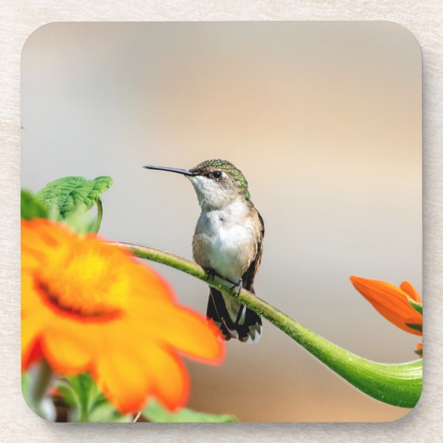 Hummingbird on a flowering plant coaster (Front)